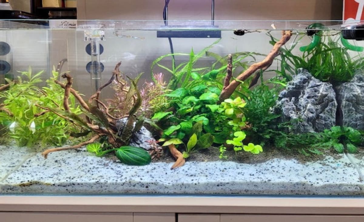 Tank Set Up - Duckaroo Signature - Image 1