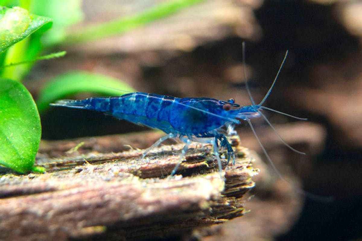 Blue Shrimp 1cm - Image 1