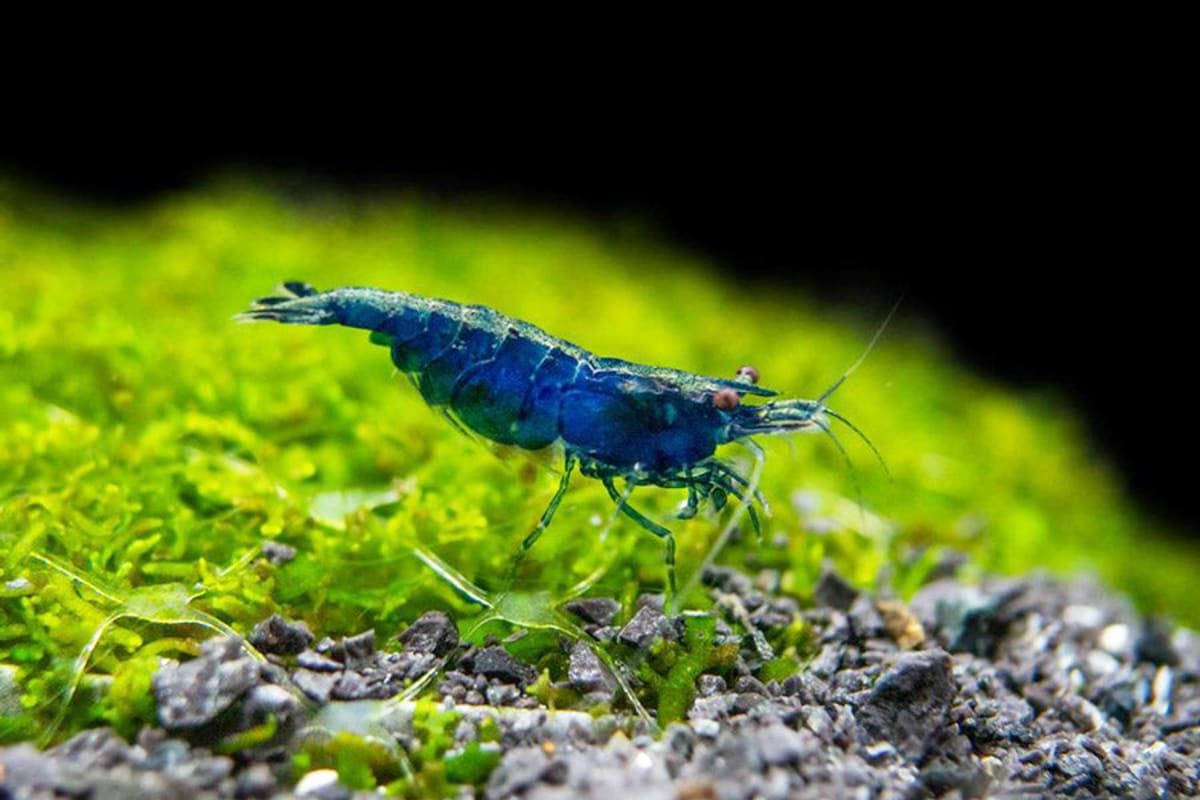 Blue Shrimp 1cm - Thumbnail 2