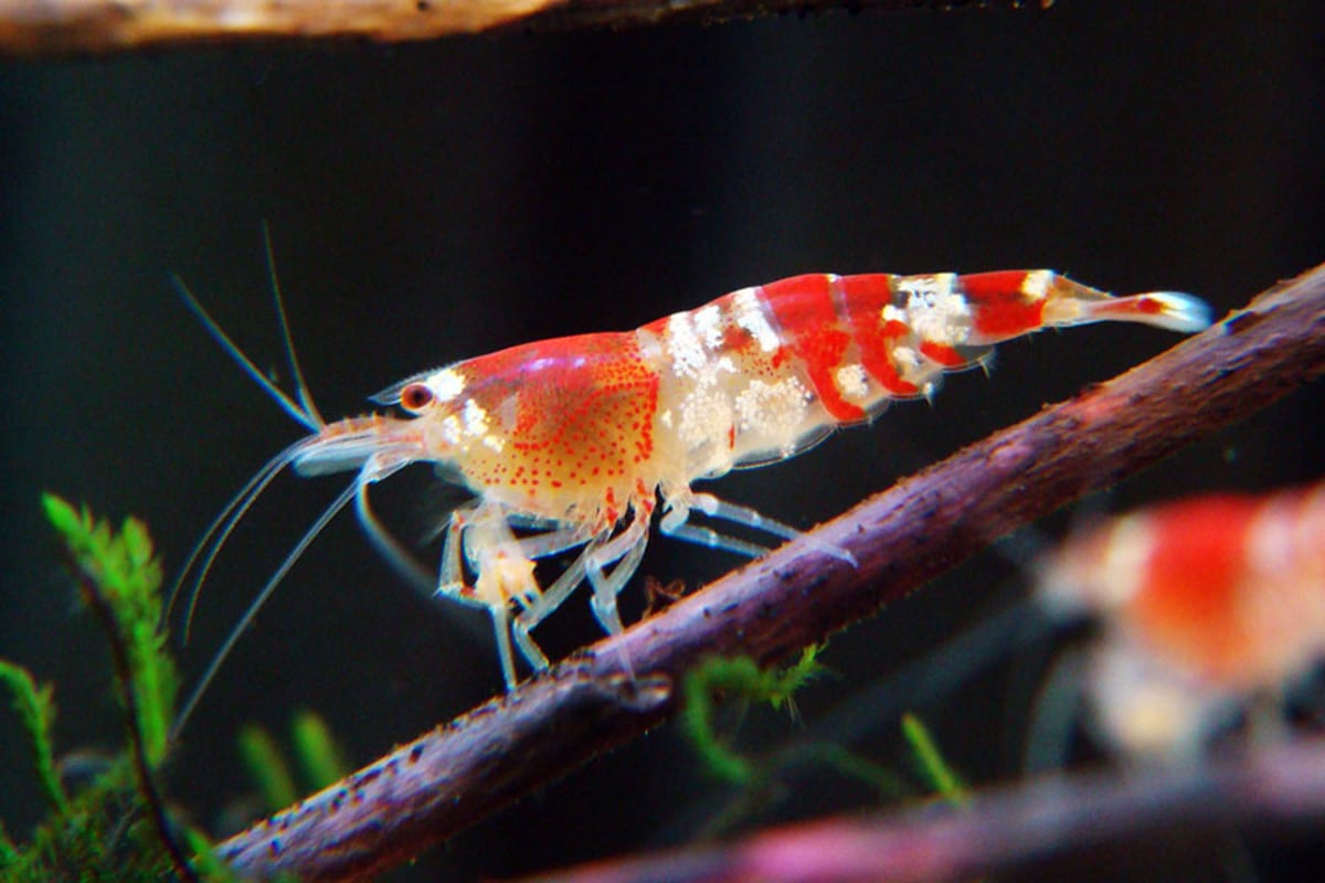 Red Crystal Shrimp - Image 1