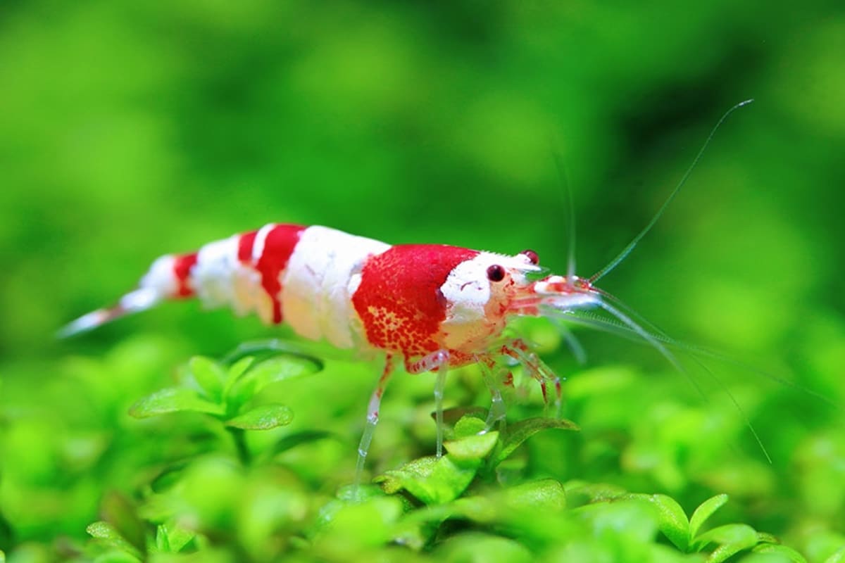 Red Crystal Shrimp - Thumbnail 2