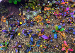 Professional fish tank cleaning service in progress showing clean aquarium glass and clear water