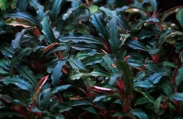 Buce Black venti Brisbane | Rare Bucephalandra Aquatic Plants