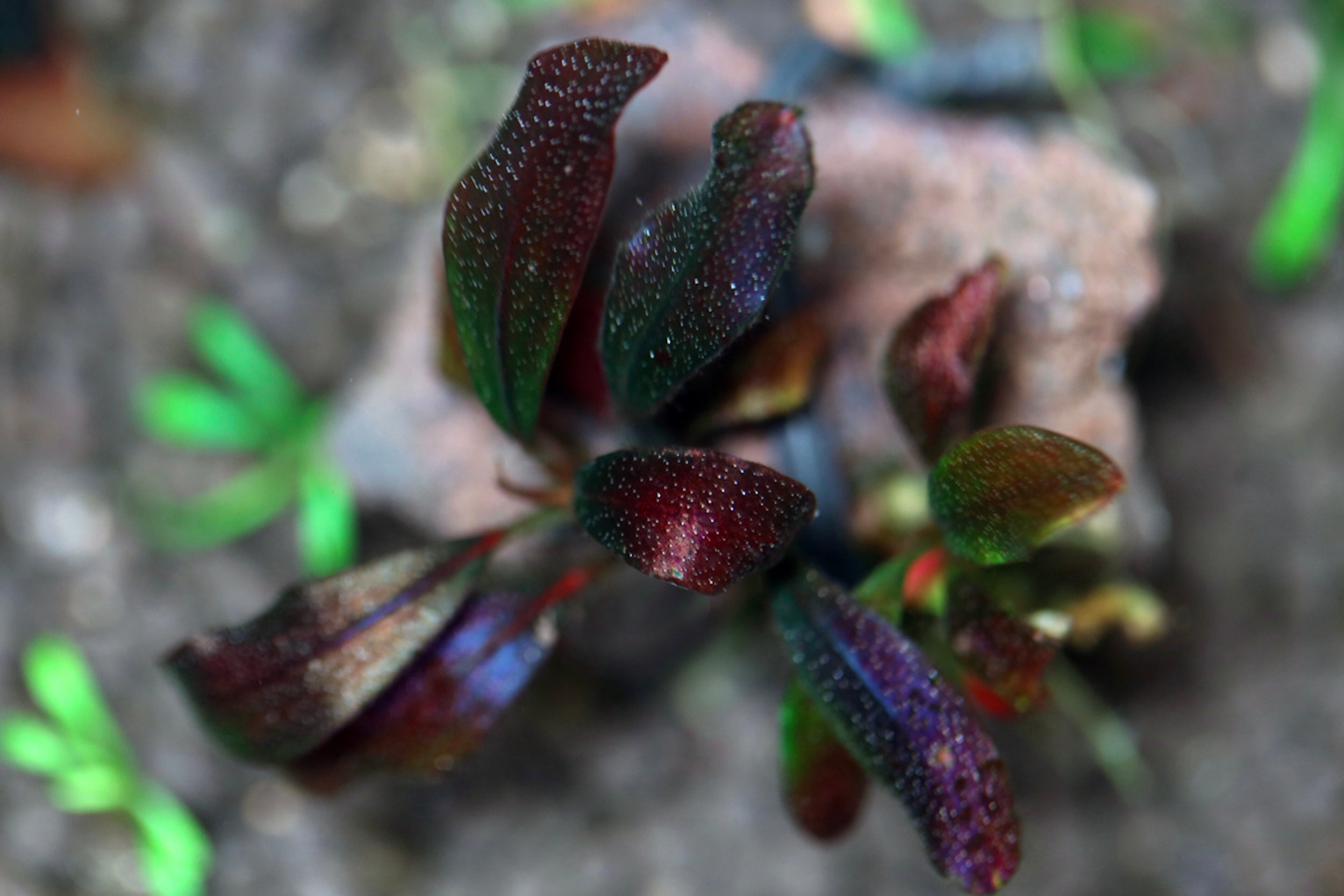 水草 Bucephalandra sp.brownie Ghost bukitbiru Brownie Ghost 11 Brisbane | Live Aquatic Plants Australia Wide