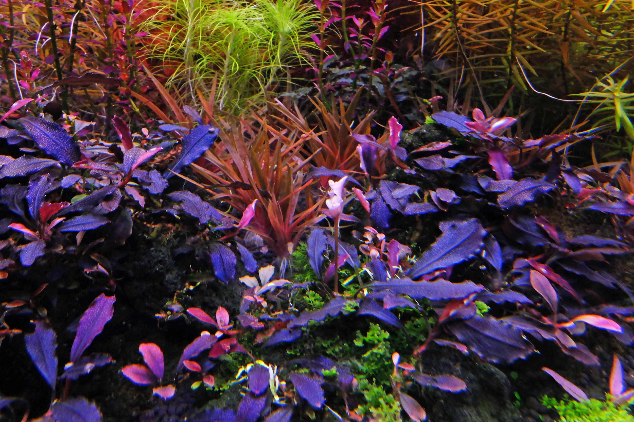Brownie Ghost 11 Brisbane | Live Aquatic Plants Australia Wide