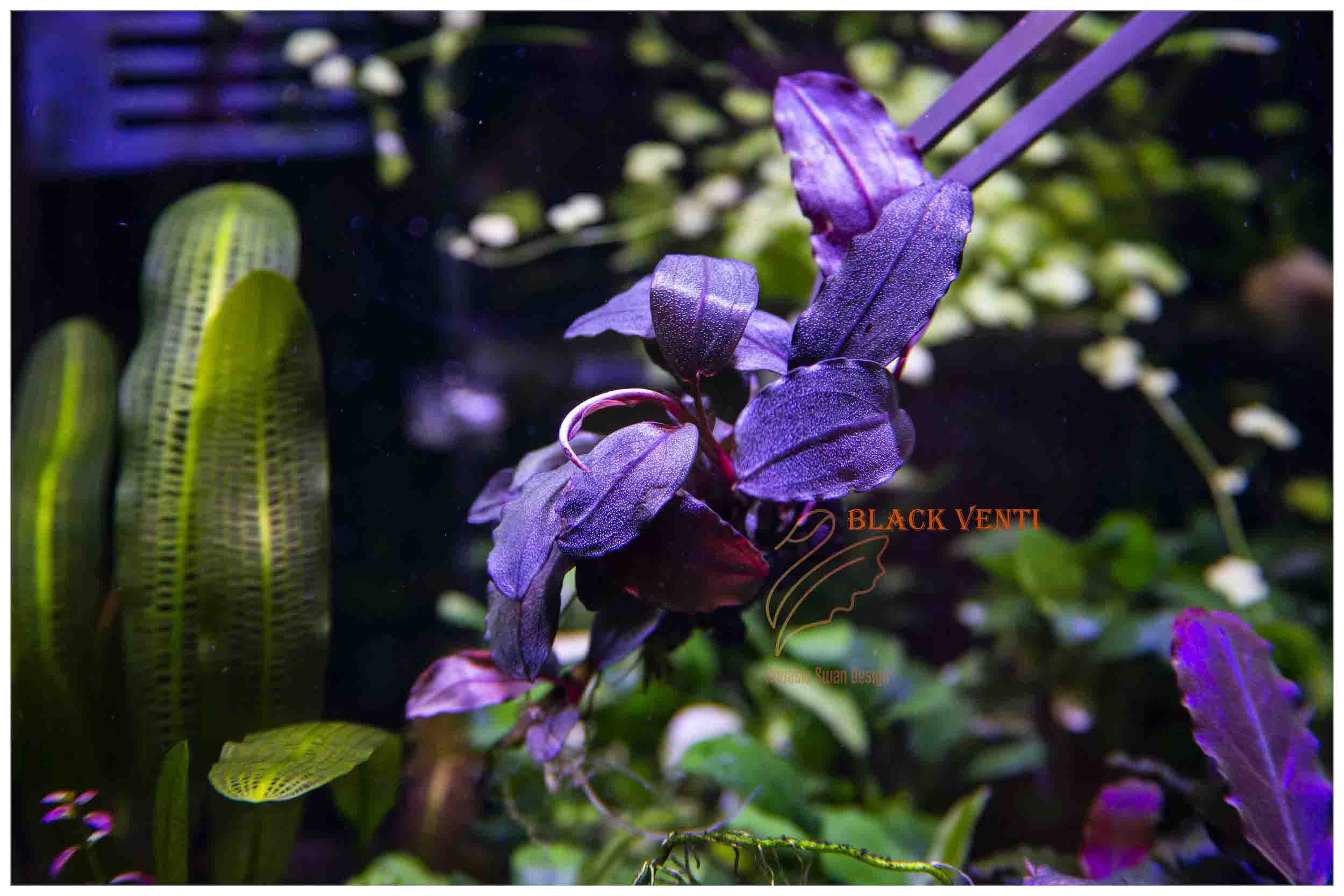 水草 Bucephalandra sp.\