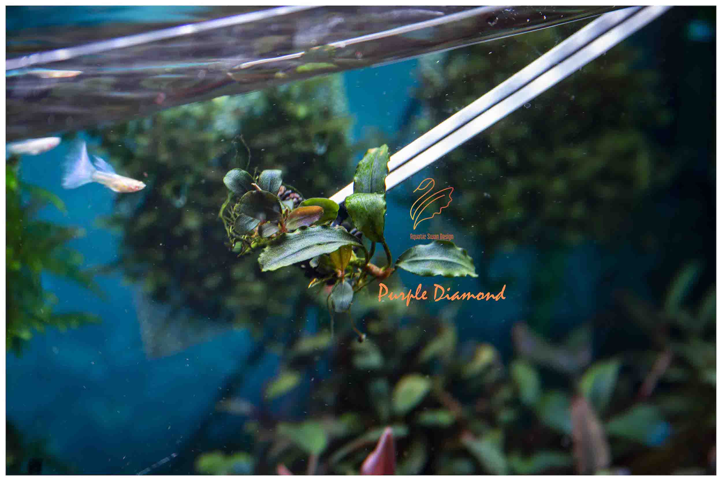 Buce Purple Diamond Brisbane | Rare Bucephalandra Aquatic Plants