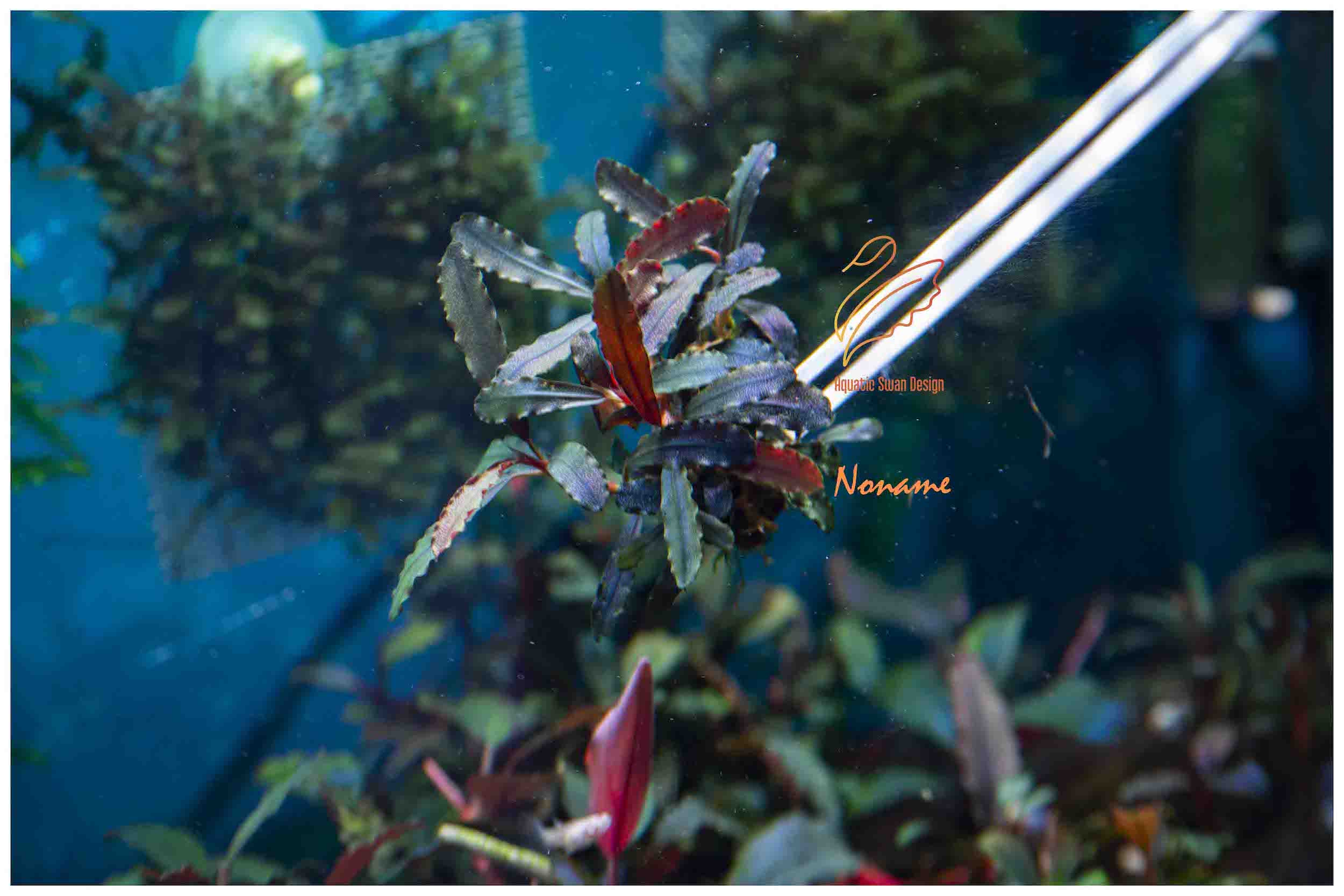 Buce Sp Brisbane | Rare Bucephalandra Aquatic Plants Australia