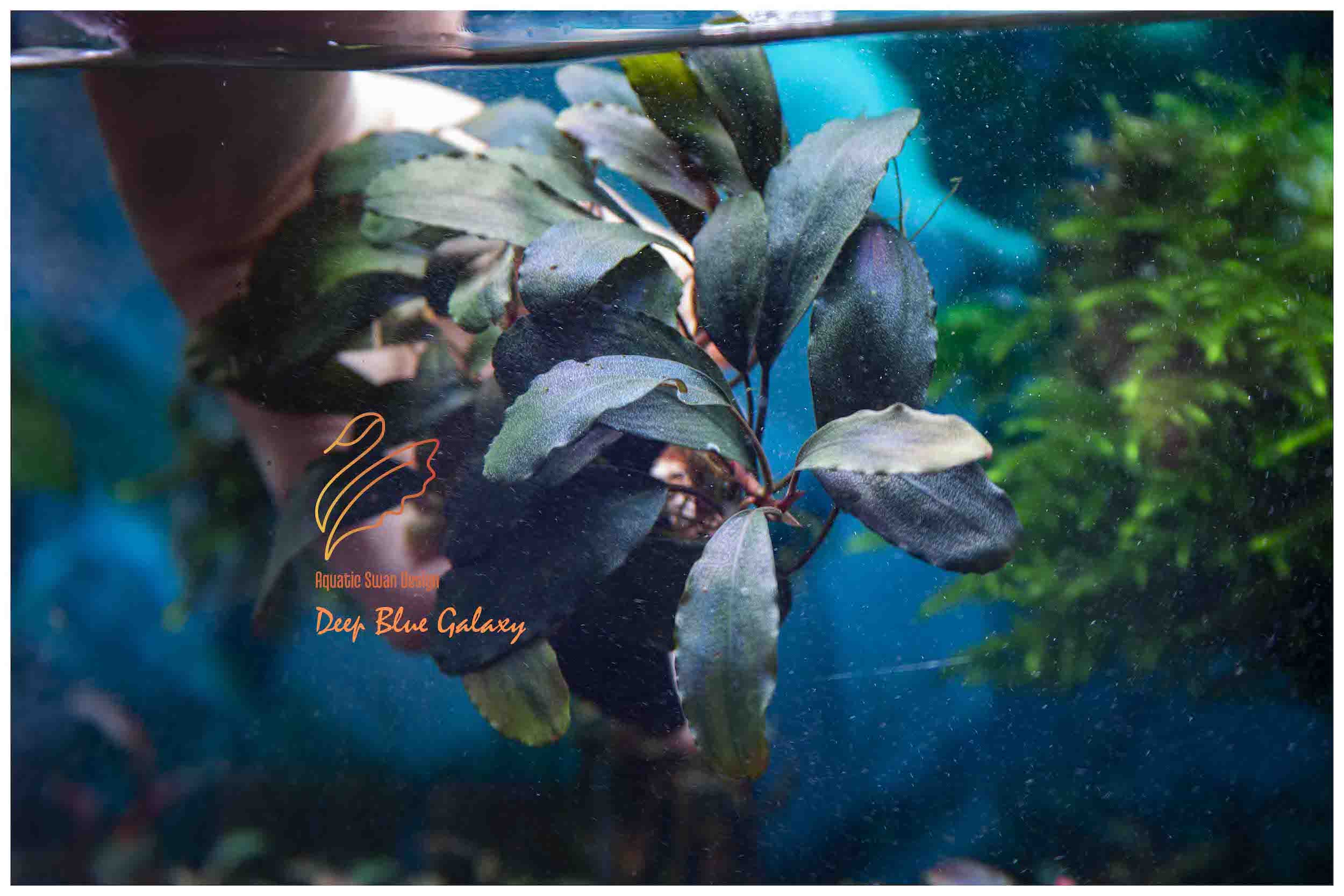 水草 Buce sp. \