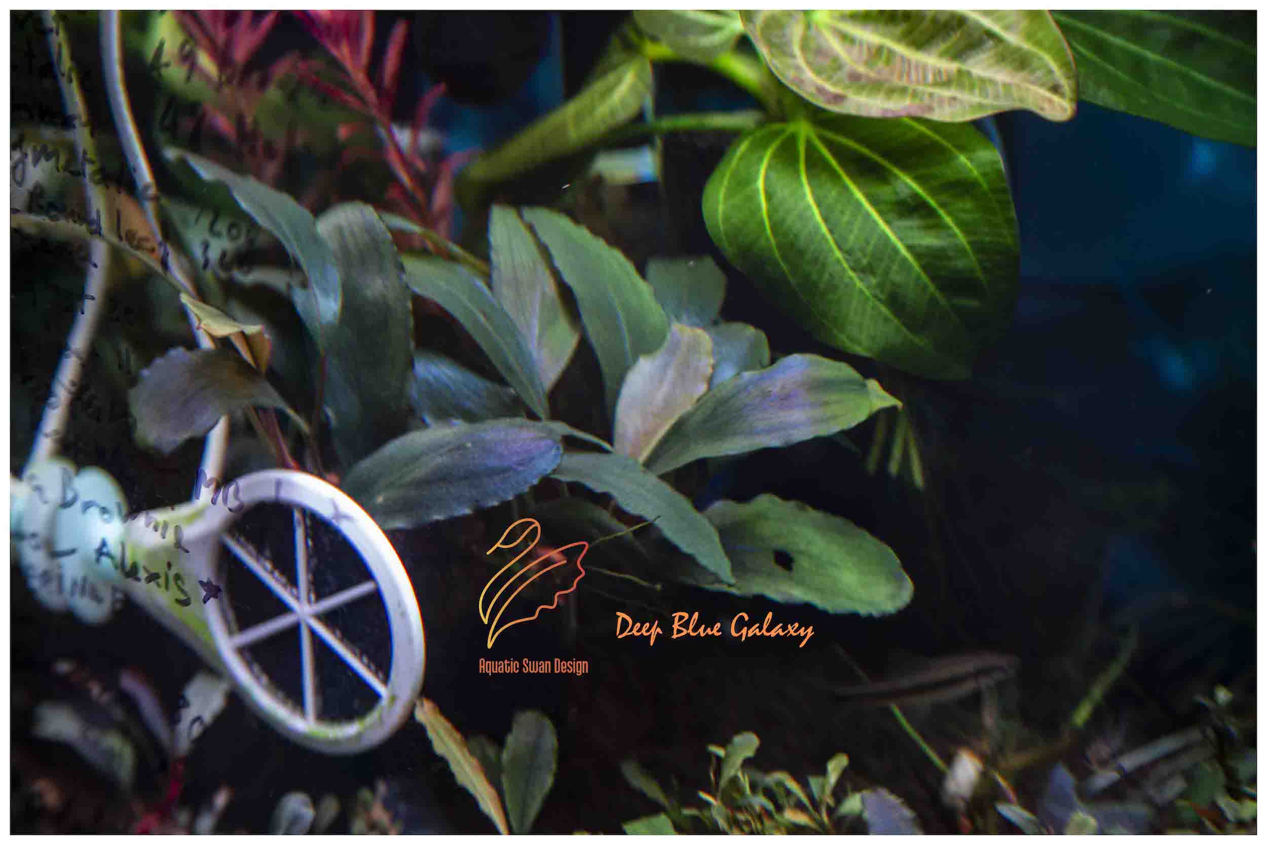Buce Deep Blue Galaxy Brisbane | Rare Bucephalandra Aquatic Plants
