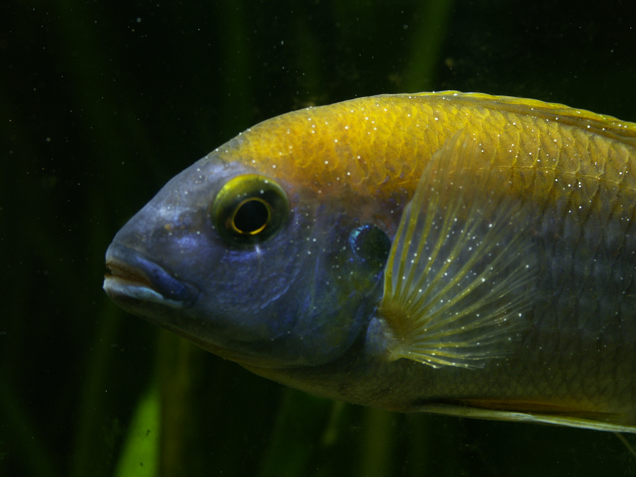 Ichthyophthirius multifiliis