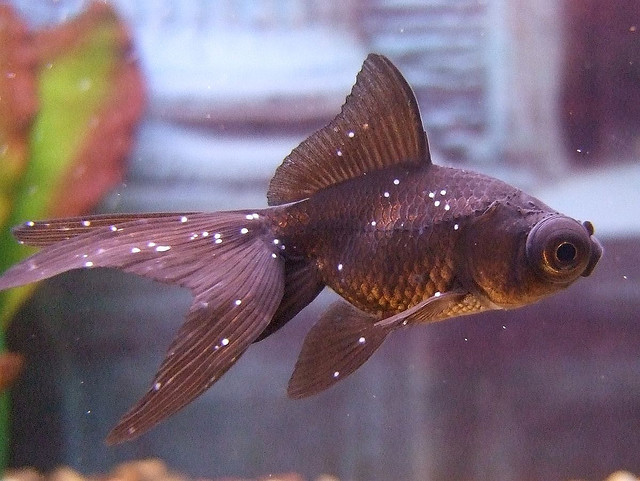 Ichthyophthirius multifiliis