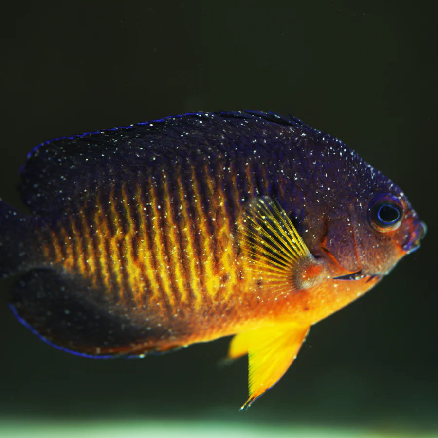 Cryptocaryon irritans