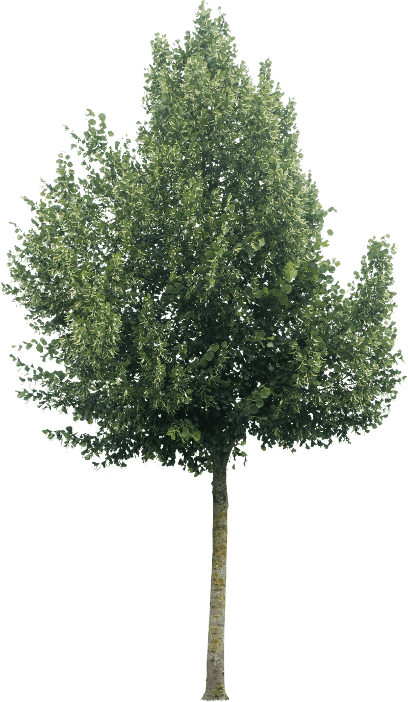 meye_tilia-platyphyllos-orebro_S7138