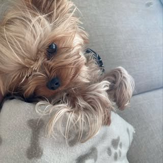 @denky_s