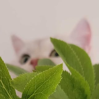@sangqing__