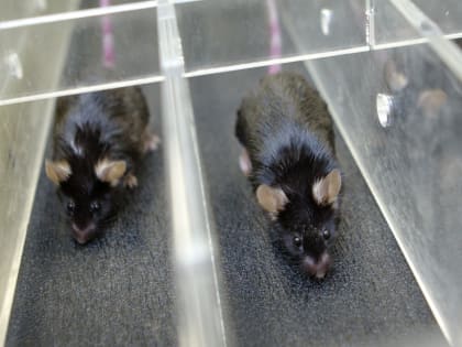 Эксперимент на «пожилых» мышах поможет улучшить качество жизни людей