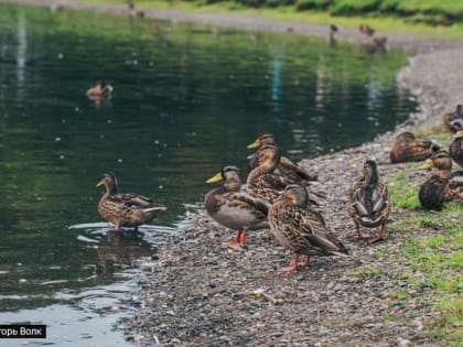 Томские дайверы очистят от мусора Белое озеро