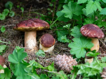 Эксперт Азаренко рассказал, когда в томских лесах появятся грибы