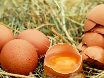 В Томской области в конце января пересмотрят цены на куриное яйцо
