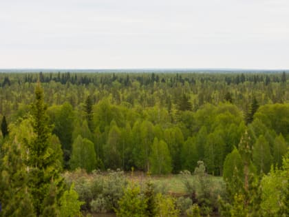 Лесной пожар потушен в Тимирязевском лесничестве