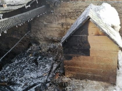Приют для животных-инвалидов "4 лапы" полностью сгорел в Томске