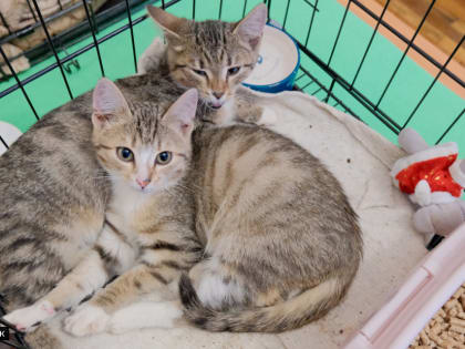 Гаражная распродажа и экспозиция музея: ярмарка-раздача животных пройдет в Томске