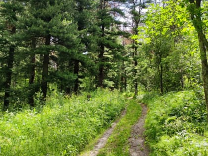 В Томской области потушили все лесные пожары