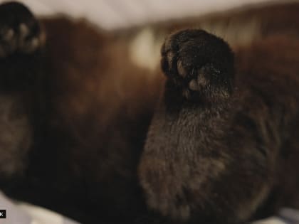 Томский специалист: как помочь домашнему питомцу комфортно пережить зиму