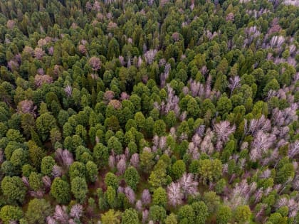 Леса Томской области круглосуточно патрулируют из-за максимального риска пожаров