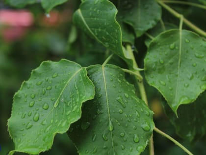 Облачная погода с прояснениями ожидается сегодня в Томске