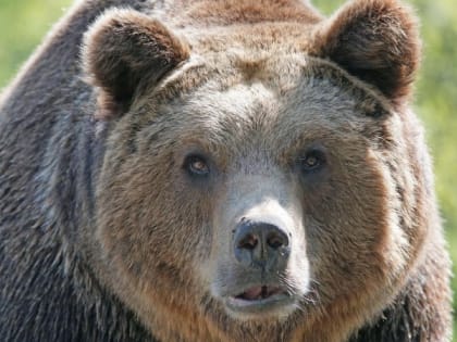 Охотники ликвидировали агрессивного медведя в Каргасокском районе Томской области