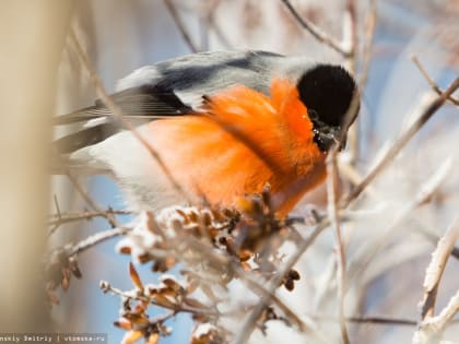 Синоптики сообщили, какой будет погода в Томской области в конце января