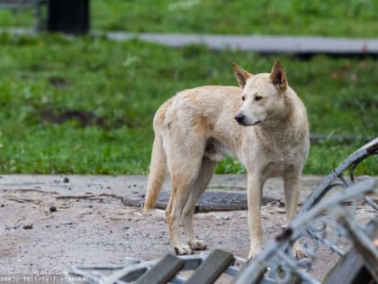 Бездомные собаки напали на депутата думы Томска