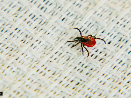 В Томской области зарегистрированы случаи заболевания болезнью Лайма и клещевым энцефалитом