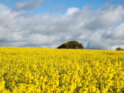 Томская область нарастила экспорт рапсового масла