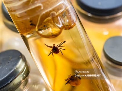 Теплая зима может спровоцировать ранний сезон клещей в Томской области