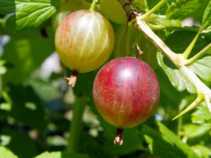 В Томской области 10 млн рублей вложат в посадку крыжовника и смородины