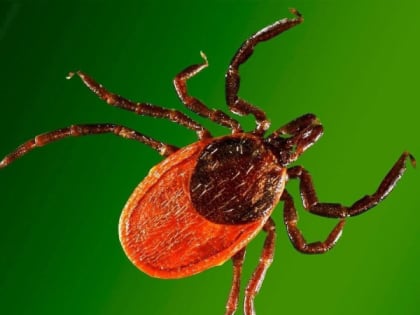 О работе пунктов серопрофилактики в ЗАТО Северск