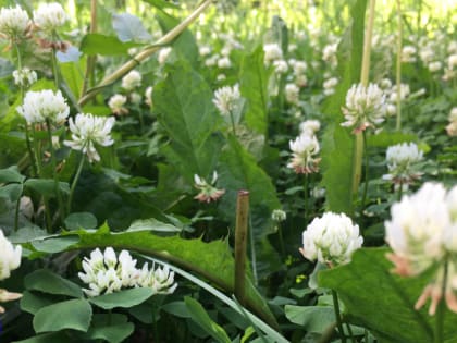 Активность клещей снизилась в Томской области