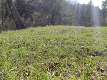 Более 20 жителей Томской области пострадали от клещей с начала эпидсезона