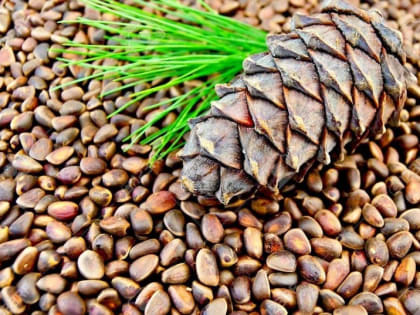 Кедровый экспорт