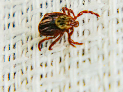 Рост числа случаев болезни Лайма и клещевого энцефалита в Томской области