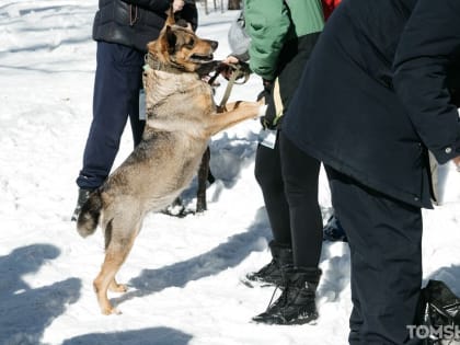 Трудности перевода: эксперт рассказал, как понять, что у собаки что-то болит