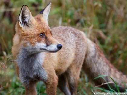 4 класс пожарной опасности ожидается по области с выходных