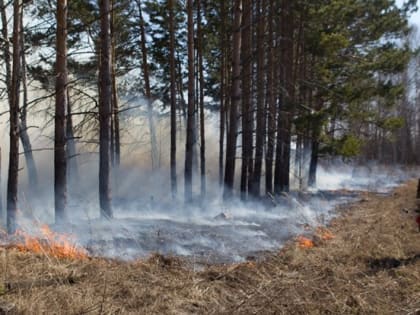 Лес горит на площади 3,5 га в Первомайском районе Томской области
