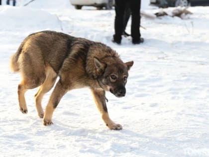 Бездомные собаки искусали руки мужчине в Томске
