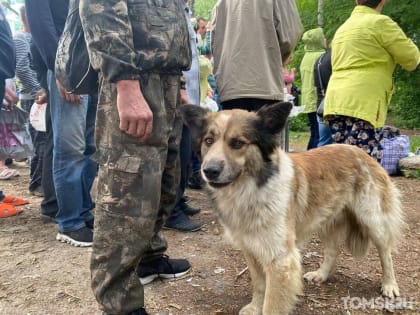 Люди – это самый ценный для нас ресурс: кто и зачем кормит томских бездомных