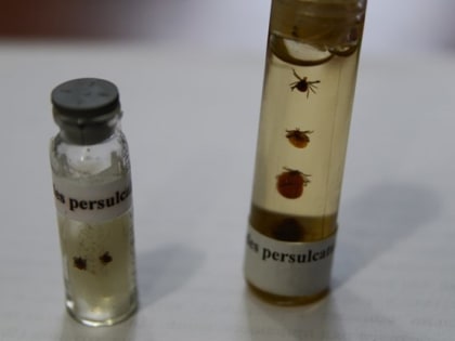 Прогноз: 18-19 тысяч томичей пострадают в 2023г от укусов клещей