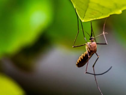 В томских водоемах обнаруживаются личинки малярийных комаров